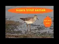 suara trinil semak asli