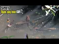 Download Lagu Pecah konsentrasi pemancing saat melihat ikan sebanyak ini #SG-346