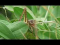 DOCUMENTARIO RTP - Portugal uma Historia Natural