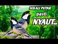 Download Lagu suara gelatik batu ini, paling AMPUH untuk memancing bunyi.
