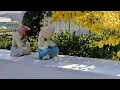 日日(Days) /電視劇《去有風的地方》插曲/cover