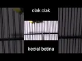 Download Lagu ciakan kecial betina