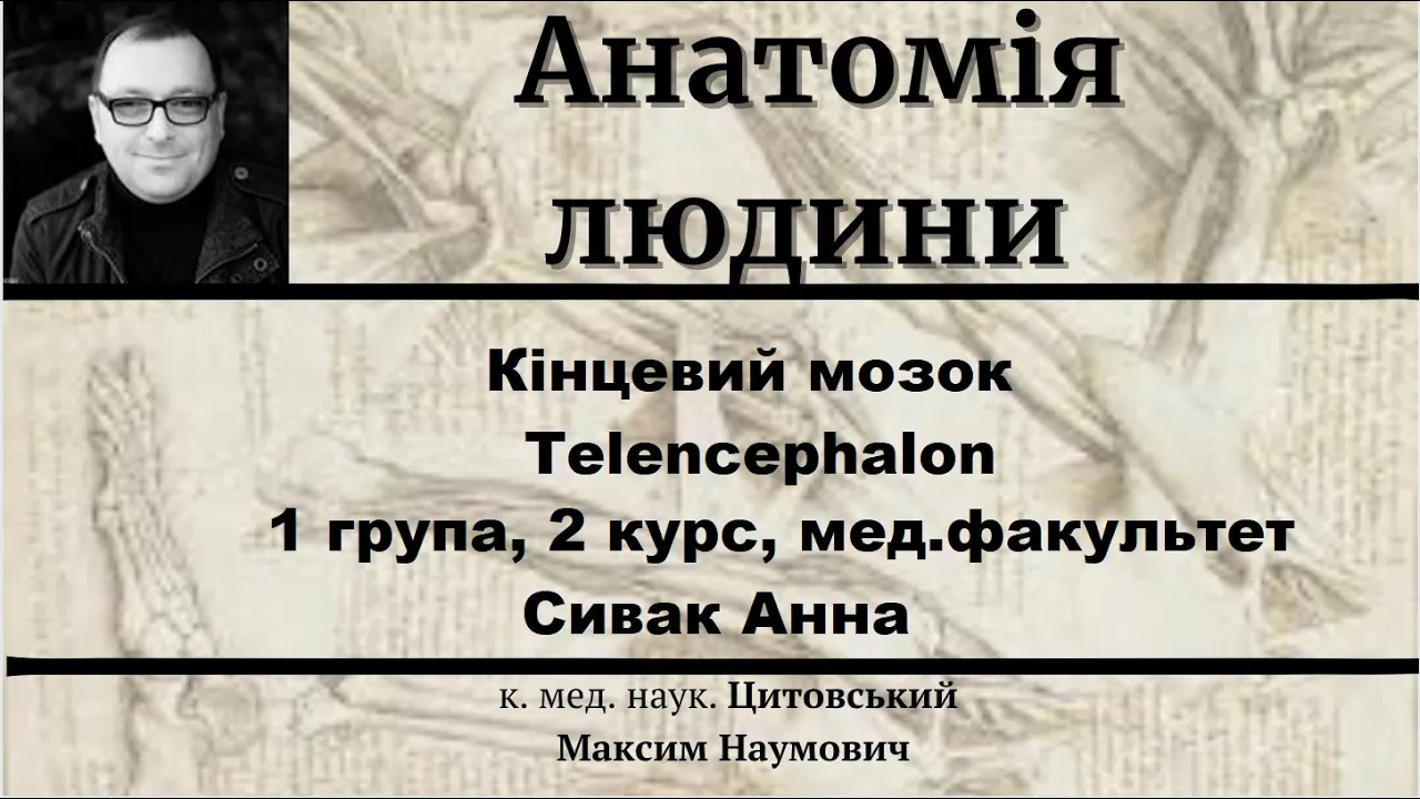 Кінцевий мозок, telencephalon. 1 група, 2 курс, мед.факультет - Сивак Анна