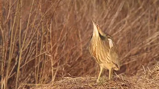 الواق الأمريكي 