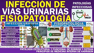 INFECCIÓN DE VÍAS URINARIAS FISIOPATOLOGÍA | GuiaMed