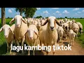 Download Lagu KAMBING JOGET ASIK | DIMANA ANAK KAMBING SAYA
