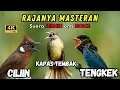 Lagu Masteran Kombinasi Cililin-Kapas Tembak-Tengkek Buto SUARA JERNIH