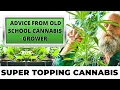 Super Topping Cannabis to Improve Yields Advice From Old School Cannabis Grower Episode 5