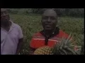Pineapple being inspected before harvest