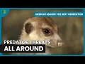 Rocket Dog Keeps Family Safe from Vultures Meerkat Manor The Next Generation