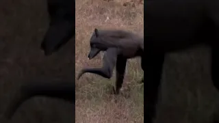 Mysterious Werewolf Like Creature Captured On Trail Cam 