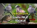 SUARA PIKAT BURUNG TEKUKUR PALING AMPUH || PANCINGAN TEKUKUR LIAR