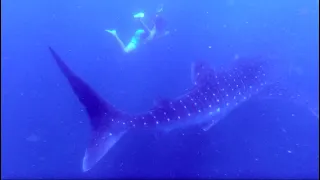 WILD ENCOUNTER with BIGGEST SHARK in the WORLD! Episode 67