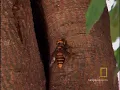 Hornets From Hell | National Geographic