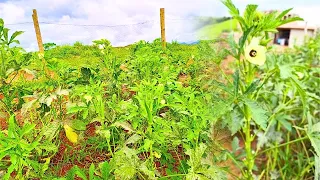 NOSSA PLANTAÇÃO DE QUIABO + DICAS PRECIOSAS PARA PRODUZIR MUITO E EVITAR DOENÇAS + ADUBAÇÃO