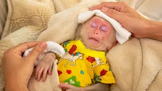 Baby Monkey Bibi High Fever Emergency Dad s Emotional Care