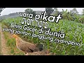Download Lagu AMPUH BANGET ‼️Ayam hutan betina paling gacorrrr,,,,,manggil pejantan paling CEPAT ‼️
