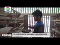 Lagu Usaha beternak dan produksi burung puyuh di Pesisir Barat, omzet Puluhan Juta Rupiah