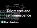 Telomeres and cell senescence Cells MCAT Khan Academy