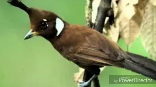 cililin jeda 10 detik versi 2