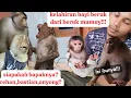 Lagu telah lahir bayi dari beruk mumuy!!!  bayinya gede banget!!!  kira kira siapa yah bapaknya???