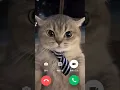 Download Lagu Video call kucing cat #shorts
