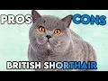 Download Lagu MUST-KNOW British Shorthair Cat PROS And CONS
