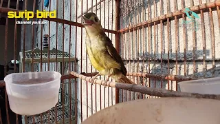 suara burung brinji rambut tungir masteran dan pancingan bahan pasti bunyi