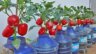 I grow bell peppers to eat ALL YEAR OVER with just a few plastic containers