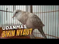 Download Lagu PERKUTUT UDANMAS AMPUH BIKIN SEMUA PERKUTUT NYAUT