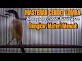 Lagu MASTERAN BURUNG CENDET GACOR FULL TEMBAKAN MEWAH MATERI LOMBA 100% LANGSUNG NYAUT