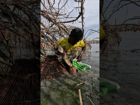 🐟 Amazing Fishing Skill! 🔥Big Snakehead & Many More Fish! 😱#SnakeheadFishing #UththaFishing