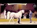 N 376 D DAFFER   Doha International Arabian Horse Show 2024   Stallions 11+ Years Old Class 12