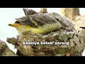 Download Lagu Detik detik anak burung mantenan keluar dari sarang