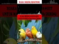 NADA DERING|RINGTONE|MASTERAN BURUNG SUARA KICAUAN KENARI  GACOR TEMBAKAN KASARAN PART-4