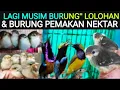 Lagu ✅ BANJIR BURUNG\