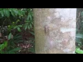 Cicada song in singapore