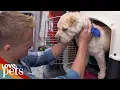 Can The Rescue Dog Nobody Wanted Find Her Forever Home Vet on the Hill Full Episode