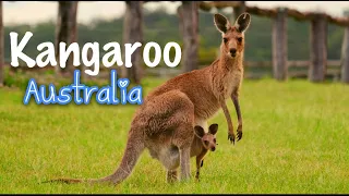 kangaroo perth australia