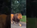 Download Lagu Meri himmat ka mat puch. #lion #yehitoranghaizindagika #august28 #lion #coconutday #animals #love