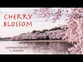 Lagu Cherry Blossom - orchestral - 4K Video