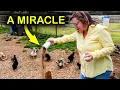 A Natural Remedy for Chicken Parasites That Actually Works