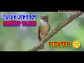 Download Lagu audio burung cucak jenggot jeda untuk masteran suara jernih
