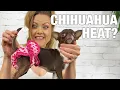 Understanding your Chihuahua s heat Sweetie Pie Pets by Kelly Swift
