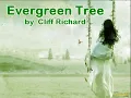 Evergreen Tree ( 1960 ) - CLIFF RICHARD - Lyrics