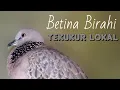 Download Lagu TEKUKUR BETINA BIRAHI LOKAL ll PANCINGAN TEKUKUR PALING AMPUH ll SUARA JERNIH
