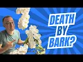 Download Lagu Why Your Orchid is Dying After Repotting Into Bark (and it's NOT because they don't like repotting)