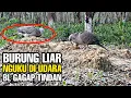 Download Lagu Pikat tekukur || BL MENGUKU DI UDARA \u0026 gagap tindan