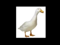 Duck Sound ( Quack )