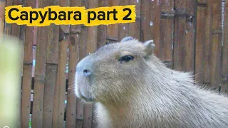 The Chill Life of the Capybara